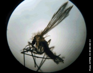 Kala-azar or visceral leishmaniasis, a neglected tropical disease (NTD) is transmitted by the sandfly. Photo: AFPMB. CC BY-NC-ND 2.0
