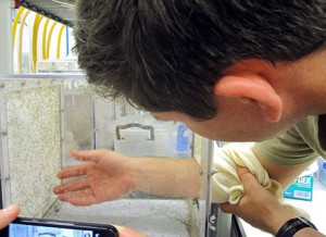 A volunteer is being bitten by sand flies in lab experiment. Photo: US Army Africa. CC BY 2.0